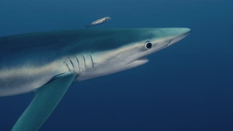 Large-Blue-Shark-with-small-fish-next-to-it-swimming-close-to-the-camera-in-slow-motion