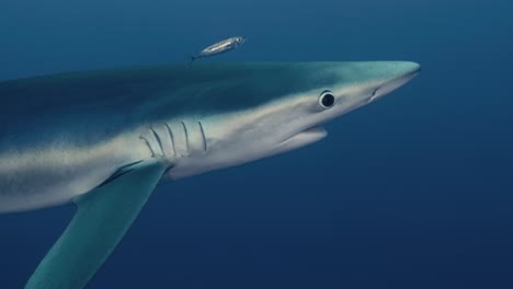 gran tiburón azul con peces pequeños a su lado nadando cerca de la cámara en cámara lenta