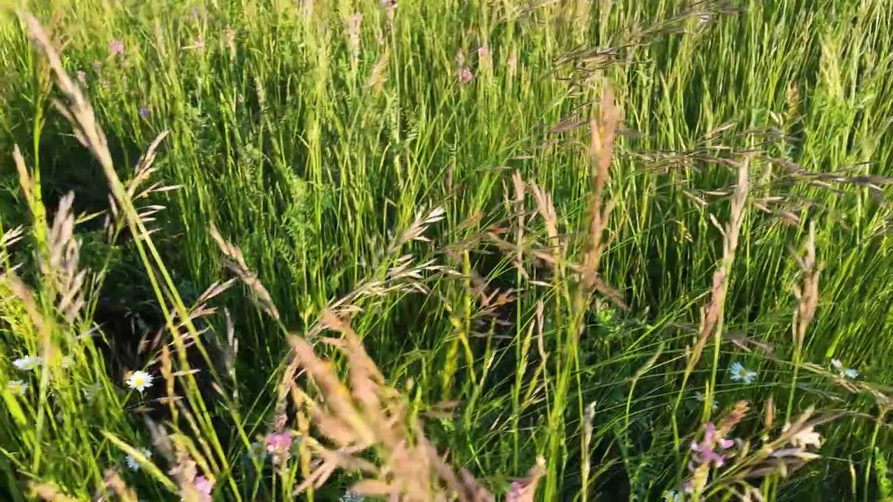 Håndholdt kamerabevægelse gennem frodigt grønt græs og blomstrende vilde blomster på en solrig italiensk mark.
