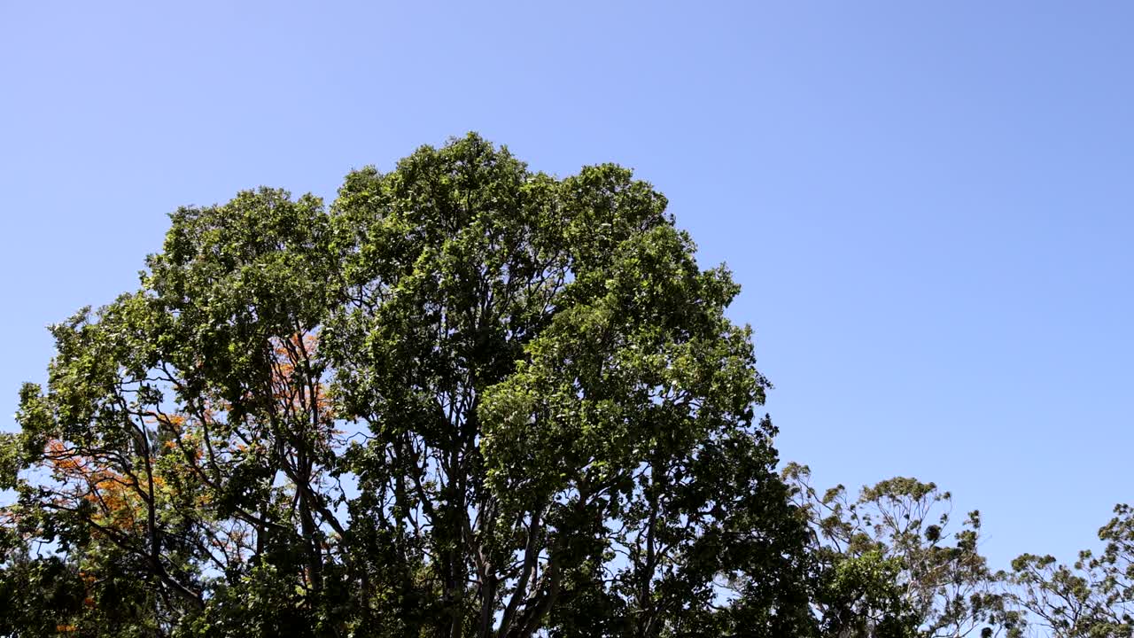계절적 인 색상 변화 를 보여 주는 나무 의 시간 경과