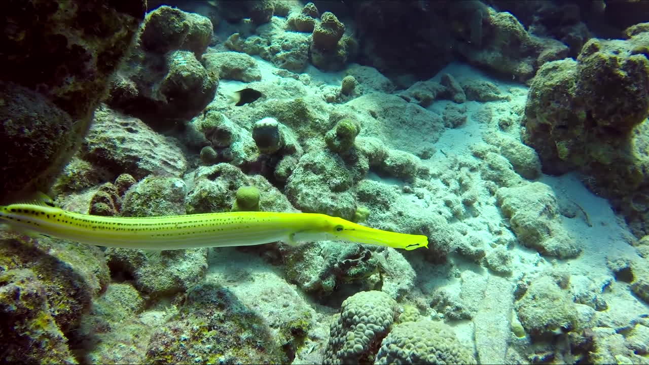 노란색 trumpetfish, aulostomus chinensis 근접 촬영