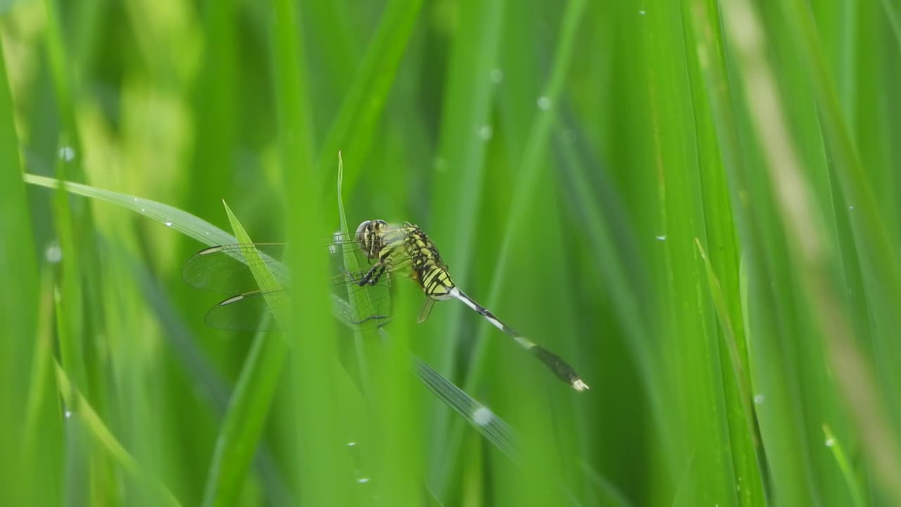 la libélula tigre en la hierba verde del arroz