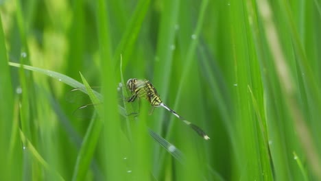 la libélula tigre en la hierba verde del arroz
