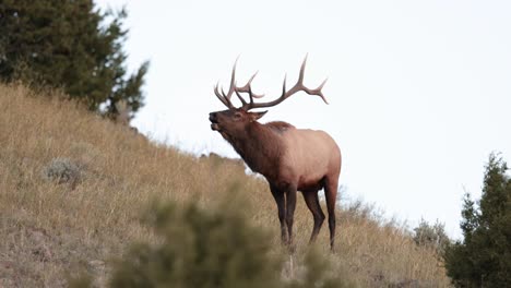 Wapitibullen-Im-Herbst-In-Montana