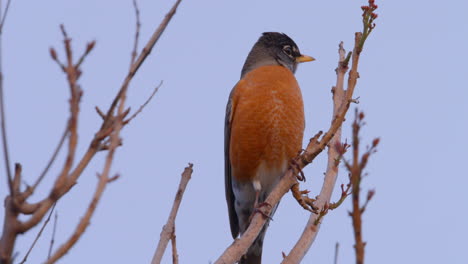 american robin perched on a branch in malibu, california sees a predator and flies away