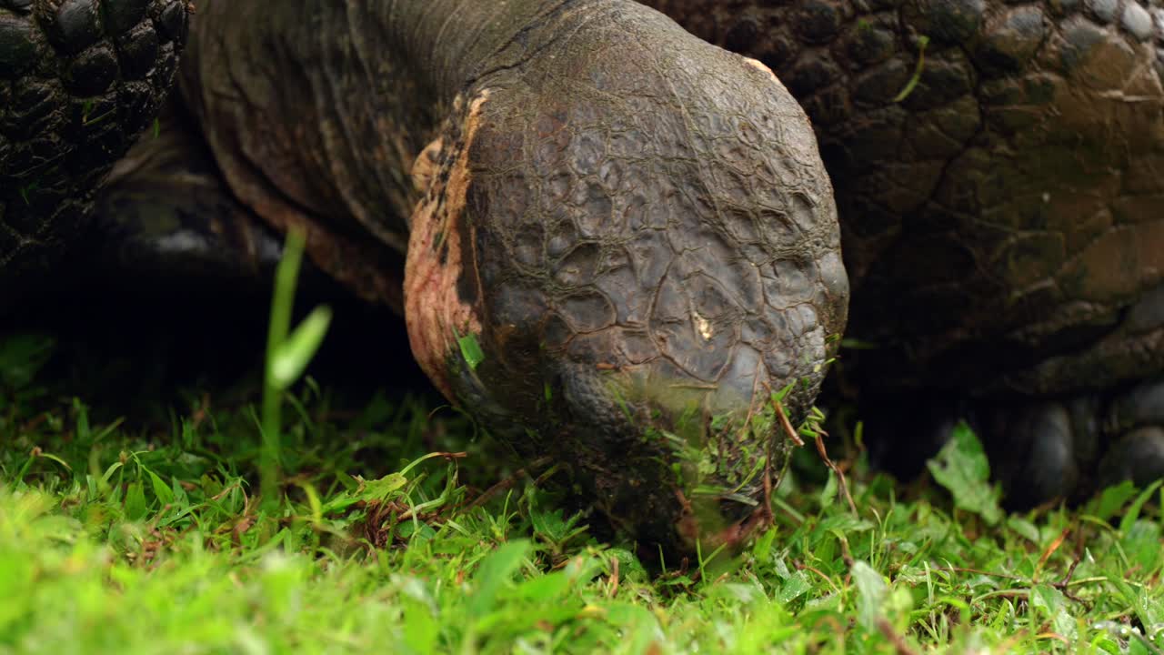 A giant tortoise eats grass in the wild on Santa Cruz Island in the Gal&aacute;pagos Islands