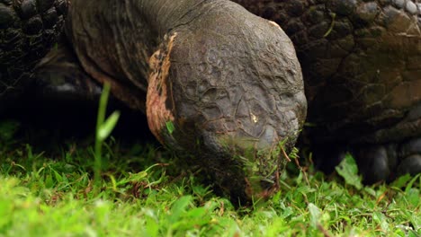 a giant tortoise eats grass in the wild on santa cruz island in the galápagos islands