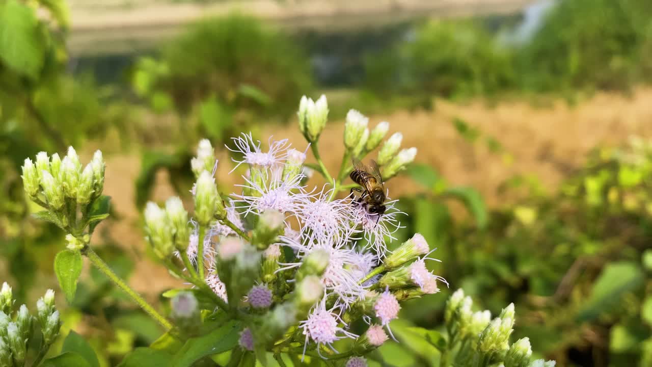 Bee feeding on nectar from Christmas bush flowers in Bangladesh, South Asia