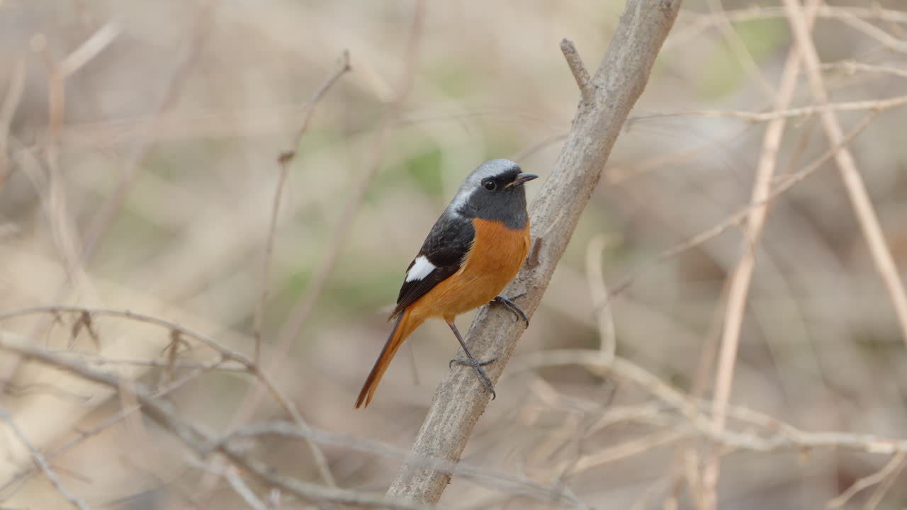 daurian redstart pájaro macho comprado en una ramita de arbusto sin hojas se da la vuelta en salto y agita la cola en el bosque de primavera - primer plano