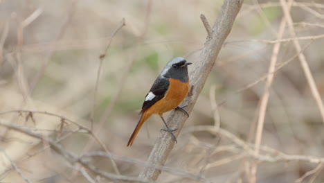 Daurian-Redstart-Bird-Male-Purched-on-Leafless-Bush-Twig-Turns-around-in-Jump-and-Waging-Tail-at-Spring-Forest---close-up