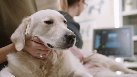 woman petting dog during ultrasound exam