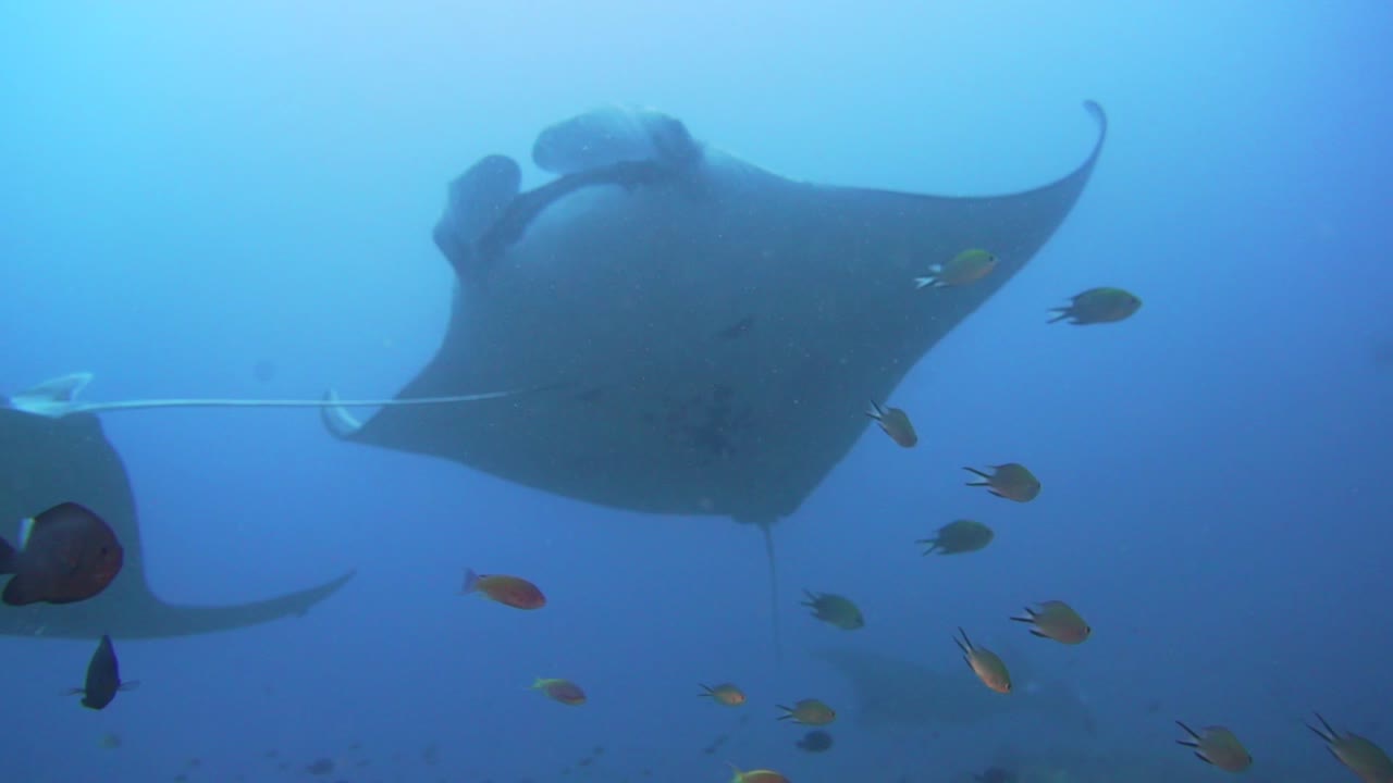 Two oceanic mantarays in playing with each other deep at a coral reef