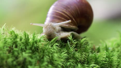 helix pomatia también caracol romano, caracol borgoña