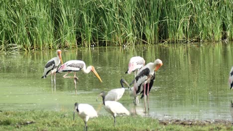 marabou stork in the nature