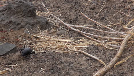 Käfer-In-Der-Nähe-Eines-Ameisenhaufens-Wird-Von-Einer-Kleinen-Roten-Ameise-Gebissen-Und-Fällt-Den-Hügel-Hinunter