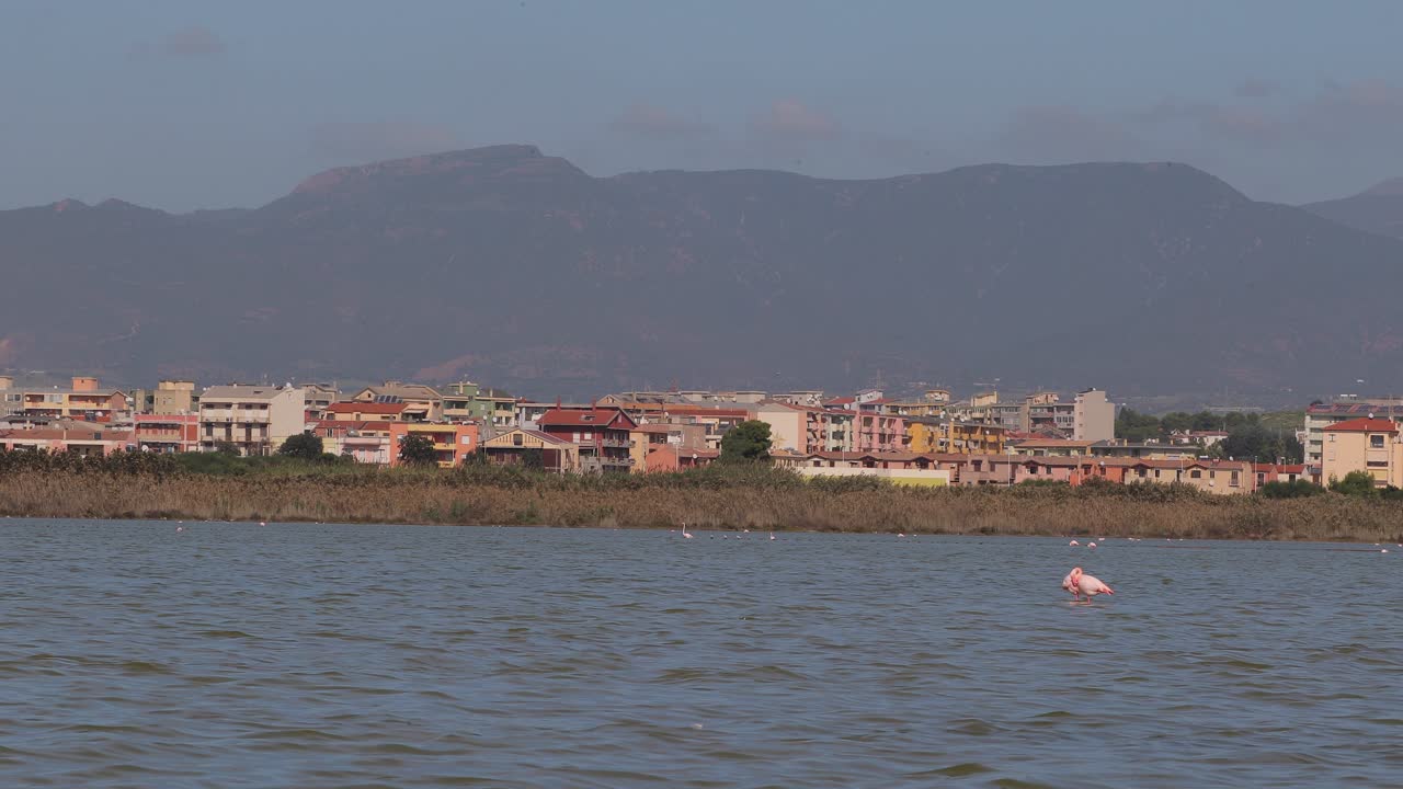 el pájaro flamenco rosa se queda quieto en un lago frente a la playa de poetto en cagliari en cerdeña, italia