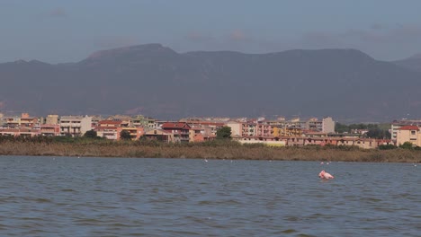 Pink-Flamingo-bird-stands-still-in-a-lake-in-front-of-Poetto-beach-in-Cagliari-in-Sardinia,-Italy