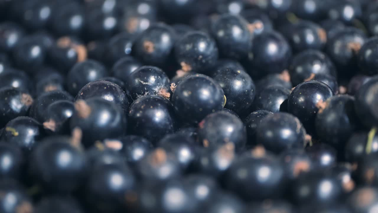 신선한 검은 수박을 회전 시키십시오. 클로즈업. 카메라 회전 360도. 검은수박 또는 검은수방 (ríbes nígrum)