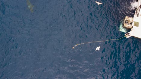 Aerial,-Drone-shot-of-Great-white-shark,-Carcharodon-carcharias,-trying-to-catch-a-piece-of-bait-with-a-seagull-on-top-at-Guadalupe-Island,-Mexico