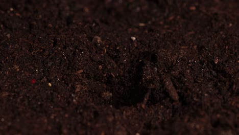 close-up of hands planting a bean seed in rich, dark soil under soft lighting