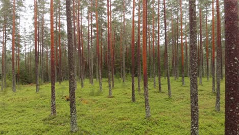 Slow-sideways-flight-through-uniform-conifer-plantation