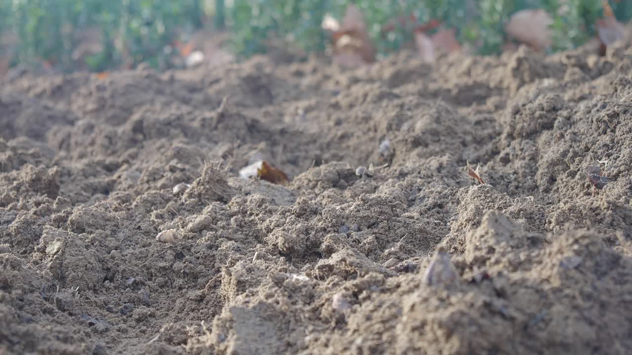 primer plano del suelo cultivado