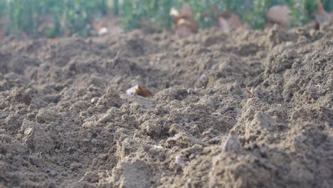 primer plano del suelo cultivado