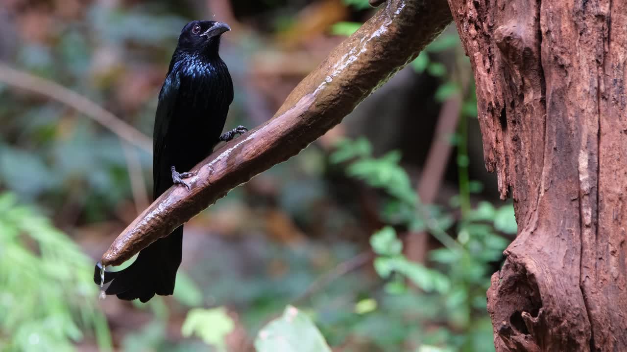 agua potable goteando de una rama mientras la cámara se aleja y se desliza hacia la izquierda, drongo dicrurus hottentottus de cresta de pelo, tailandia