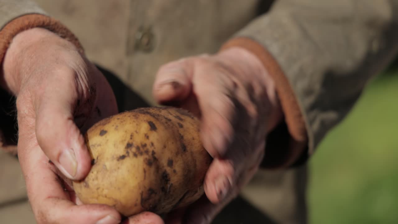 el granjero inspecciona su cosecha de patatas con las manos manchadas de tierra.