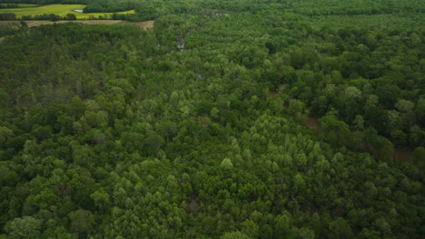 The-lush-wolf-river-forest-in-collierville,-tennessee,-serene-and-untouched,-aerial-view