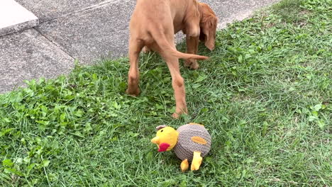 cachorro vizsla húngaro jugando en el jardín en un día soleado