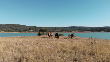 herd of wild horses grazing a mediterranean meadow near turquoise lake - aerial low angle fly-over shot