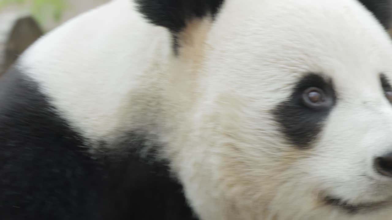 el panda gigante (ailuropoda melanoleuca) también conocido como el oso panda o simplemente el panda, es un oso nativo del sur de china central.