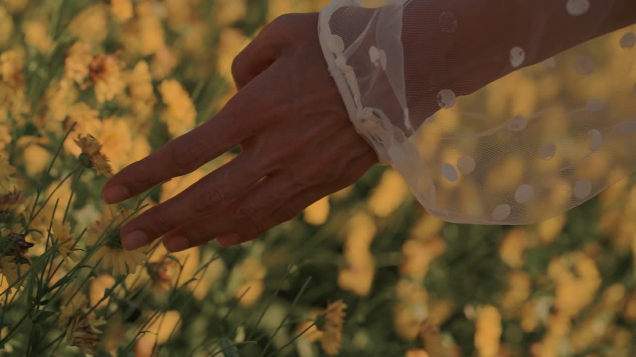 Woman's Hand Gently Touching Yellow Flowers in a Field