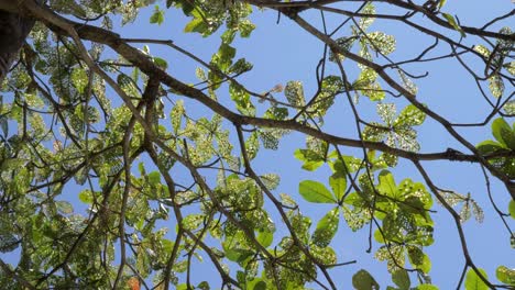 low angle view looking directly up at the leaves of a terminalia catappa tree on a sunny day