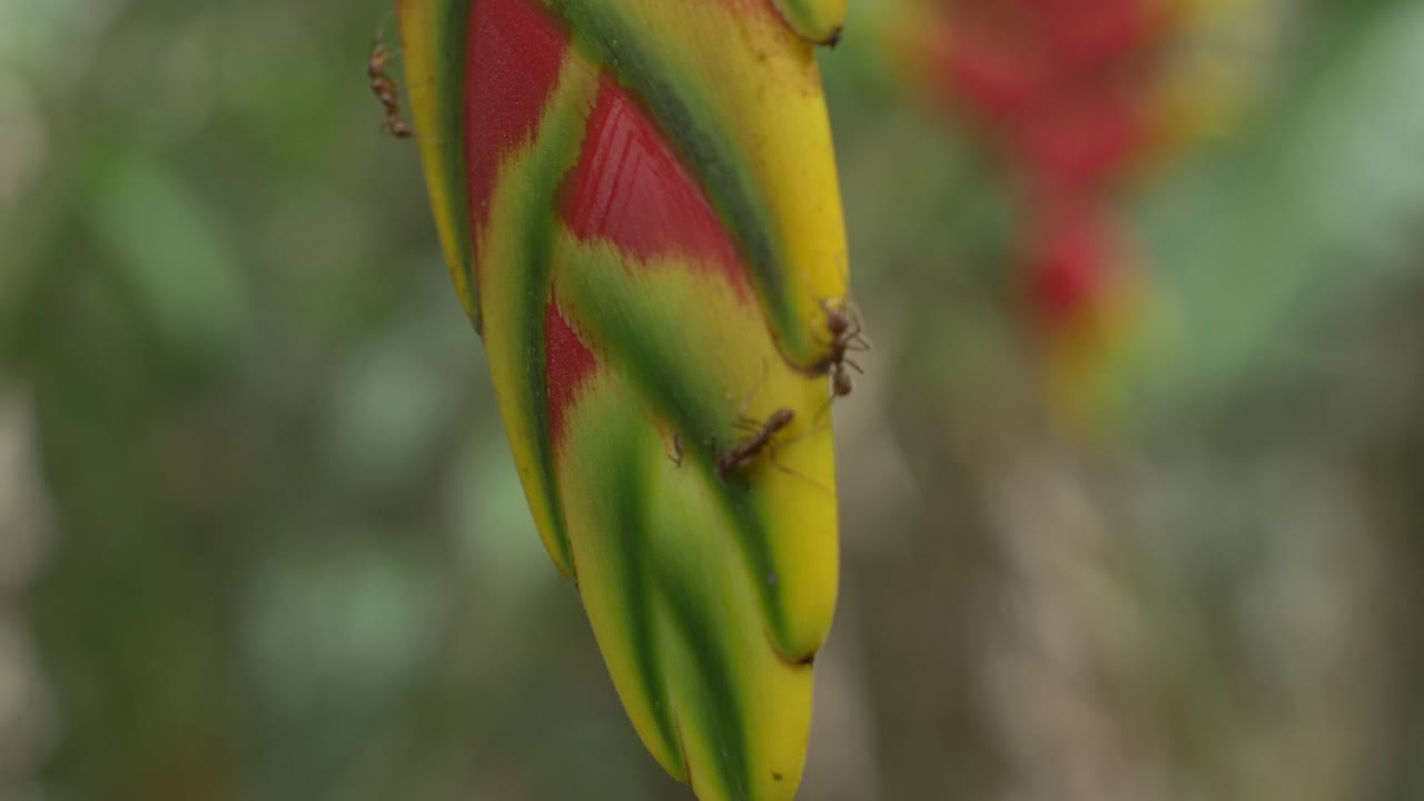 Formica con acqua in bocca che cammina su una pianta di Heliconia Rostrata