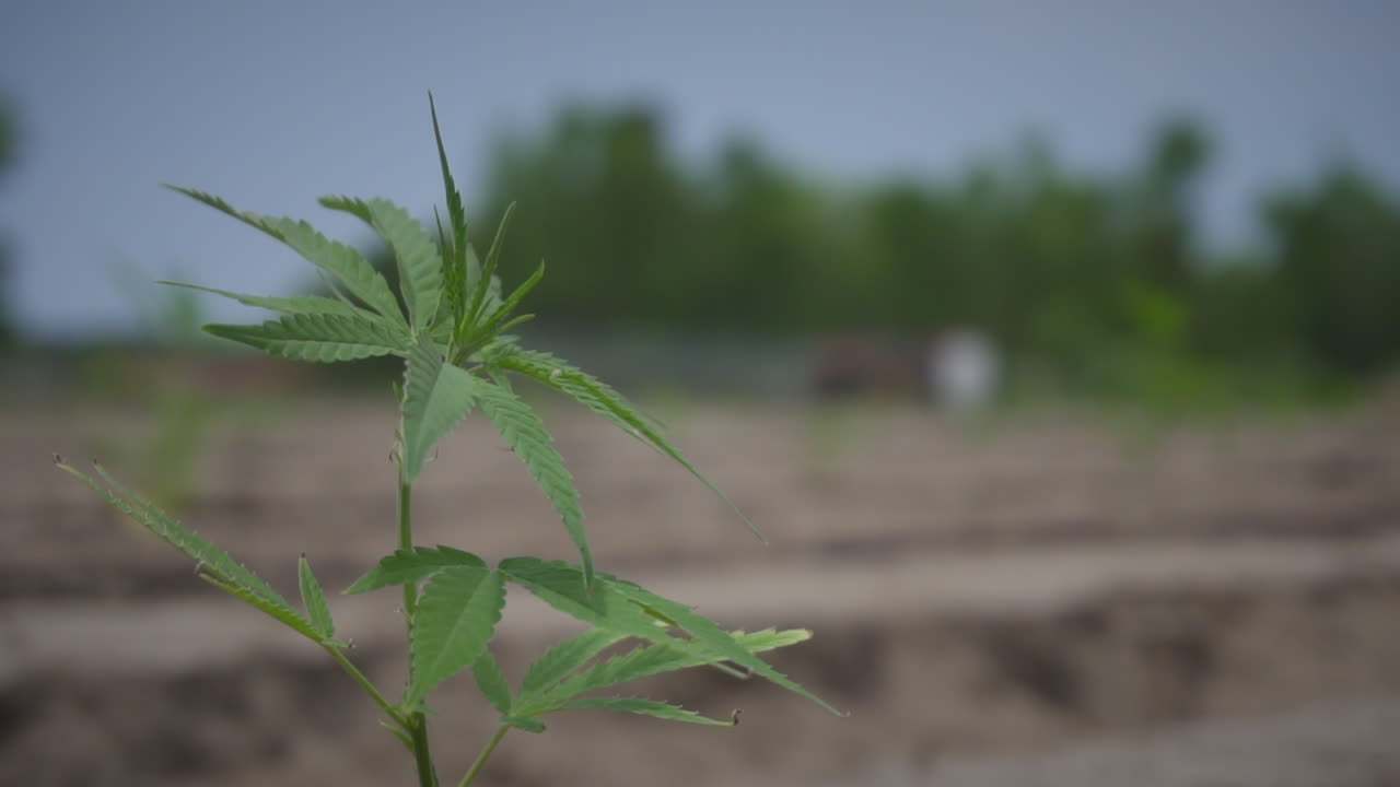 농장 밖에서 바람에 날리는 대마 cbd 대마초 식물