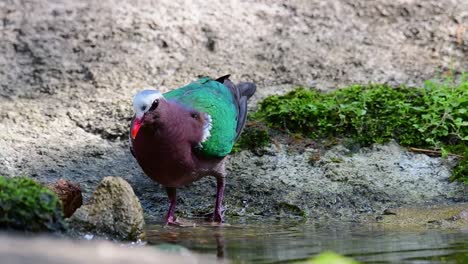 Common-Emerald-Dove-grooming-after-a-bath-in-the-forest-during-a-hot-day,-Chalcophaps-indica,-original-speed