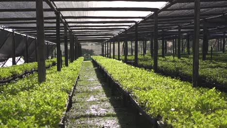 greenhouse environment with watered yerba mate seed trays rows in a sunny day