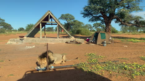 big black-maned lion drinking near the campsite on a sunny day in kgalagadi transfrontier park in botswana