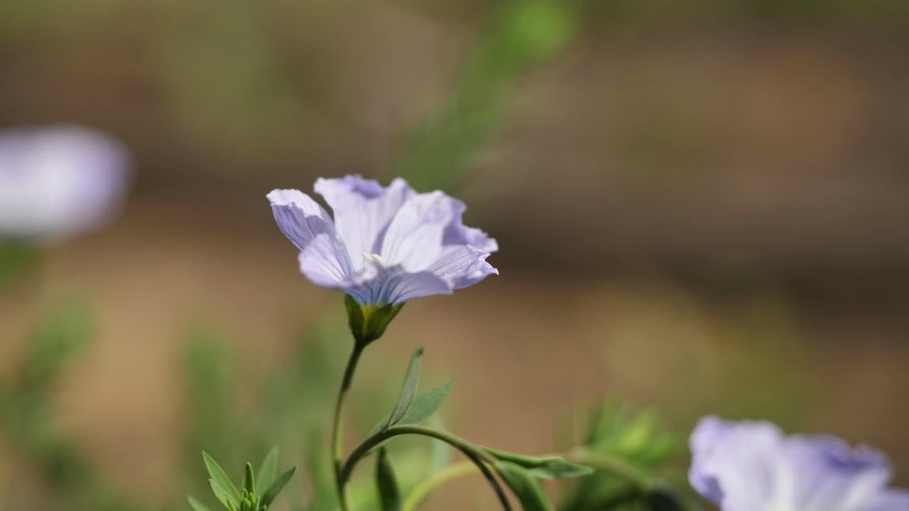 Nærbilde av delikate lilla linblomster