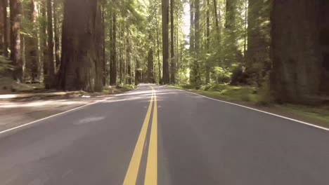 driving through a redwood forest