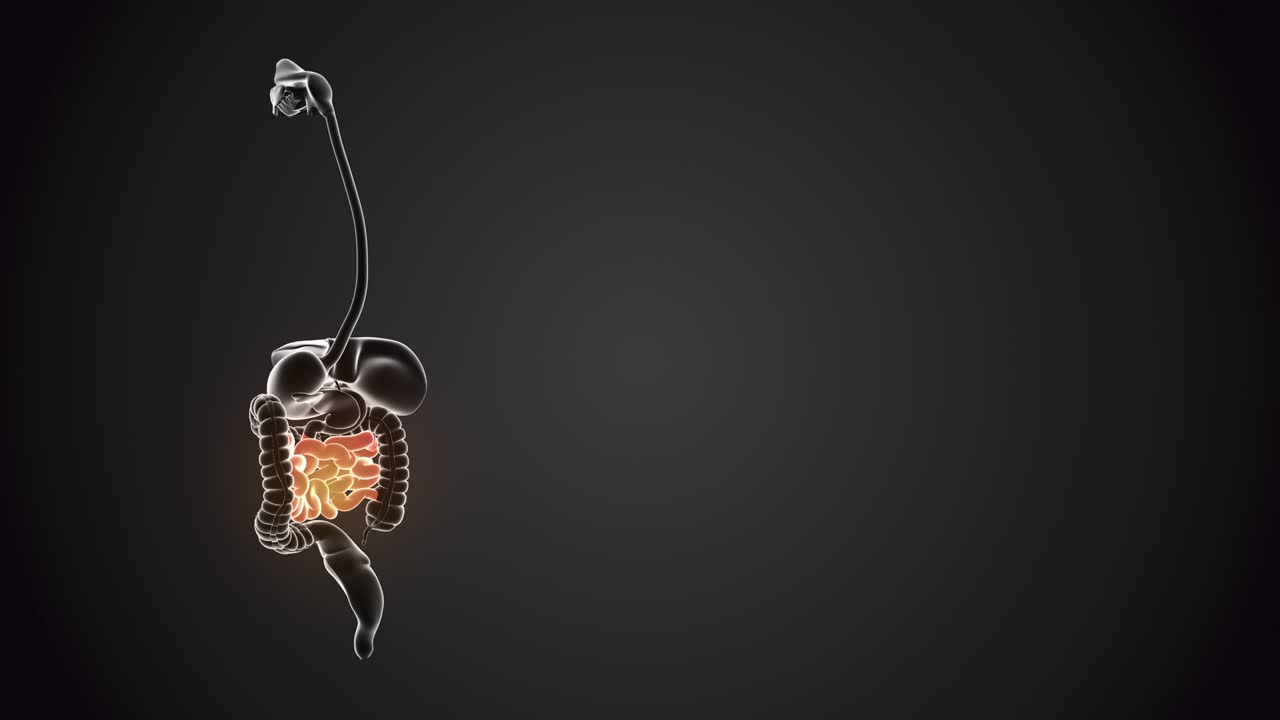 Small intestine with internal organs loopable