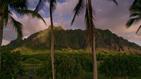 Forward-push-shot-through-a-group-of-palm-trees-revealing-Kualoa-Ridge-in-Hawaii