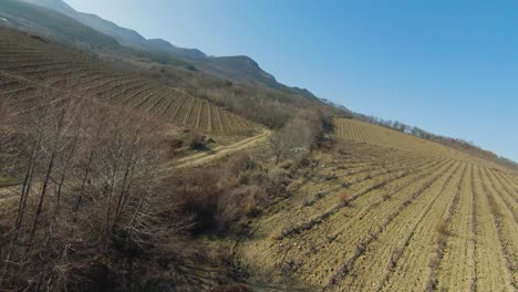paisaje del viñedo visto desde el aire