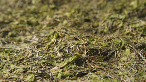 piles of seaweed caked on beach during low tide