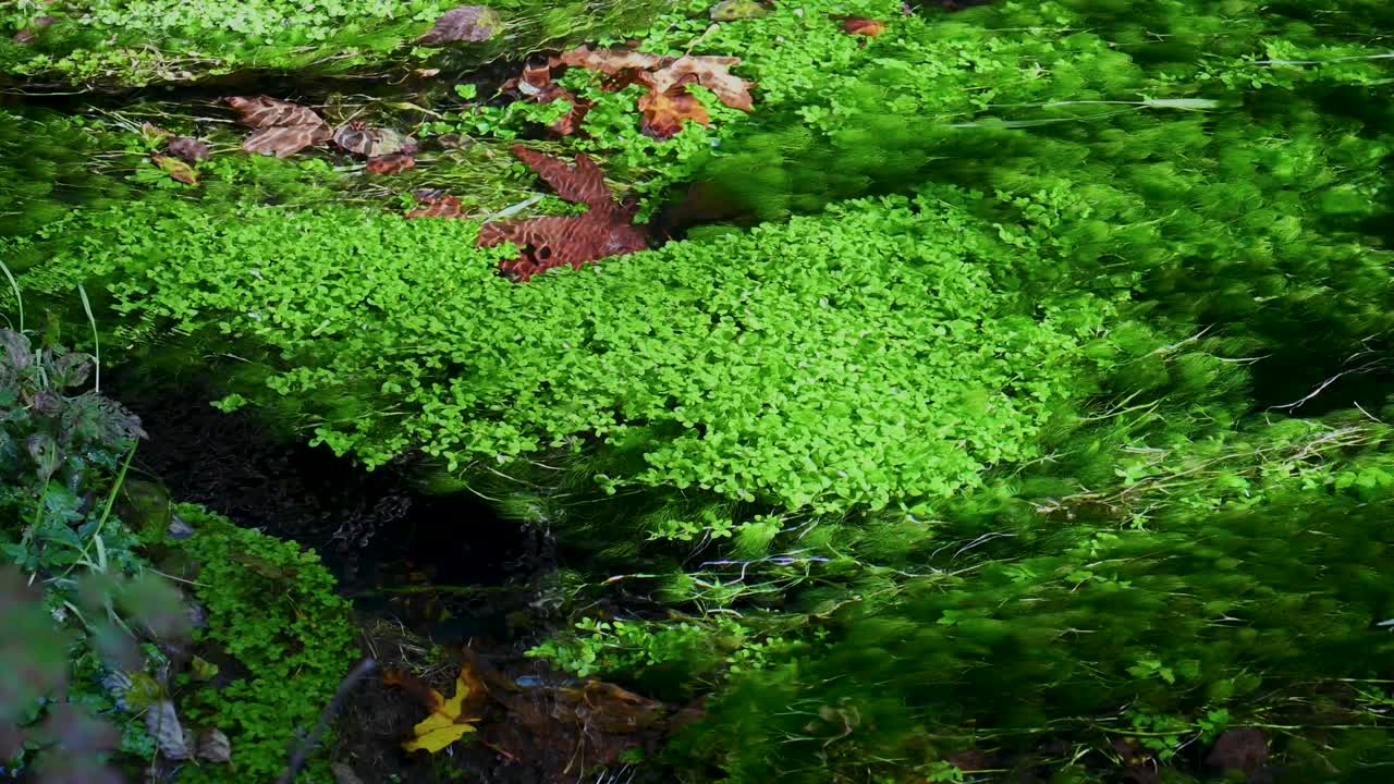 Low aerial drone shot gliding across a dense green mossy forest floor, revealing natural texture, forest shadows, and lush terrain