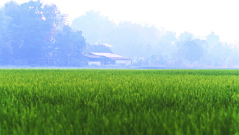 Exuberante-Campo-De-Arroz-Verde-Y-Granja-En-La-Neblina-De-La-Mañana-En-El-Fondo,-Tailandia