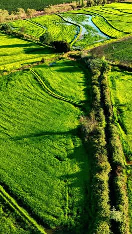 flying drone of a land with sown green fields in countryside