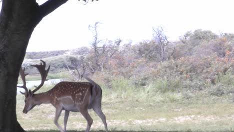 ciervo caminando en la naturaleza holandesa